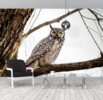 Picture of Great horned owl on branch